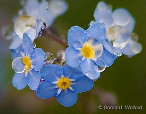 Wet Forget-me-nots_49242-3.jpg - Photographed near Carleton Place, Ontario, Canada.